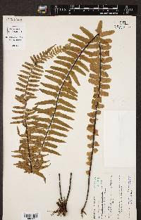 Asplenium pellucidum image