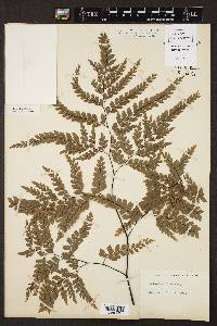 Adiantum formosum image