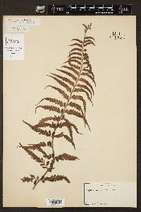 Asplenium horridum image