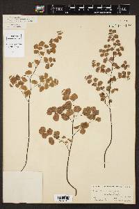 Adiantum emarginatum image
