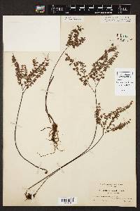 Adiantum aleuticum image