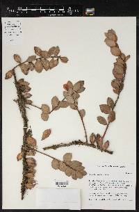 Oreanthes buxifolius image