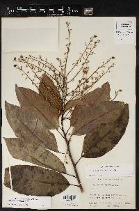 Oxydendrum arboreum image