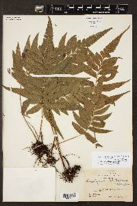 Hymenasplenium delitescens image