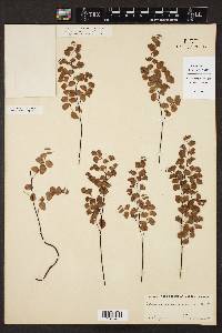 Adiantum emarginatum image