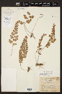 Adiantum capillus-veneris image