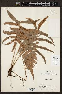 Blechnum occidentale image