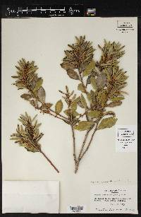 Lyonia ferruginea image