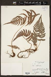 Blechnum occidentale image