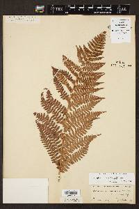 Dryopteris arguta image