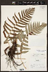 Blechnum glandulosum image