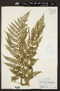 Dryopteris arguta image