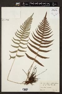 Blechnum occidentale image