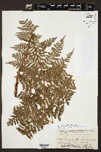 Dryopteris campyloptera image