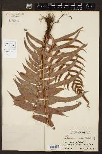 Blechnum occidentale image