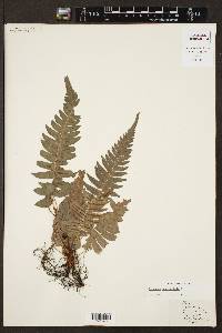 Blechnum occidentale image