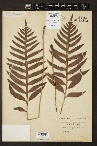 Woodwardia angustifolia image