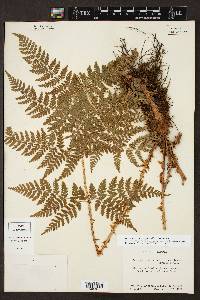 Dryopteris campyloptera image