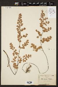 Adiantum capillus-veneris image