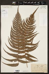 Blechnum occidentale image