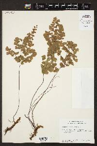 Adiantum capillus-veneris image