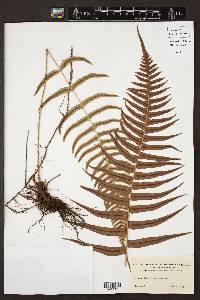 Blechnum occidentale image