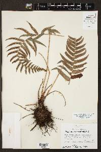 Blechnum glandulosum image