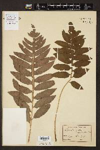 Woodwardia angustifolia image