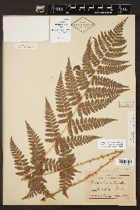 Dryopteris × boottii image