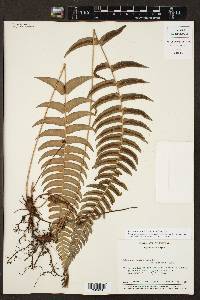 Blechnum glandulosum image