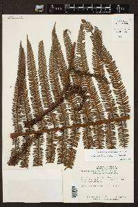 Cyathea pubescens image