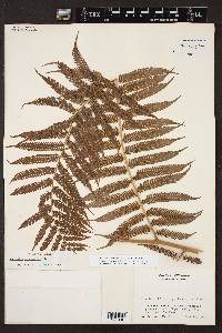 Cyathea myosuroides image