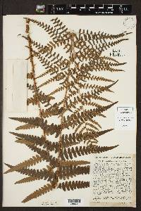 Dryopteris ludoviciana image