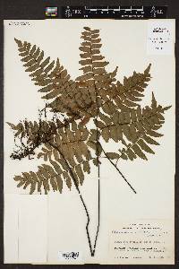 Adiantum latifolium image