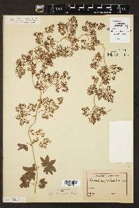 Lygodium palmatum image