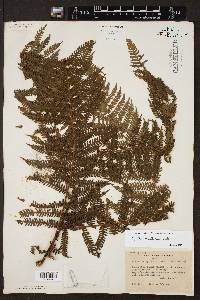 Cyathea multiflora image