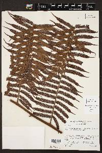 Cyathea myosuroides image