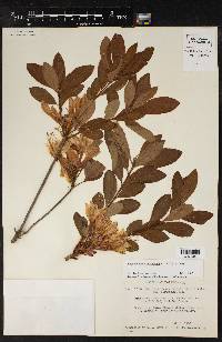 Rhododendron occidentale image