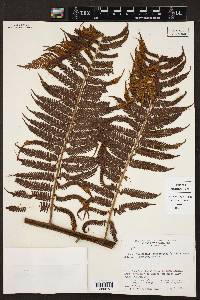 Cyathea myosuroides image