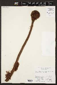 Cyathea myosuroides image