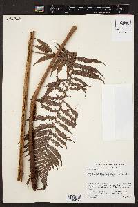 Cyathea myosuroides image