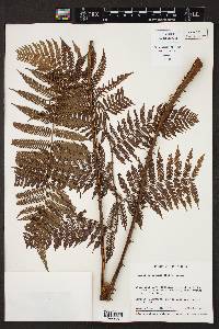 Cyathea microdonta image