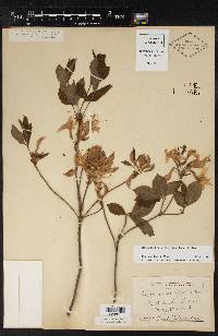 Rhododendron prinophyllum image