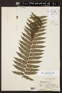 Cyathea schiedeana image