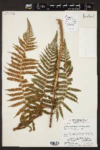 Cyathea microdonta image