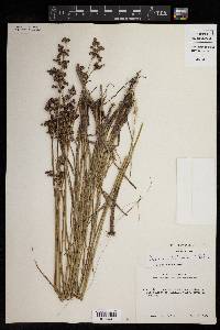 Juncus elliottii image