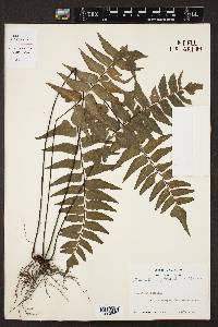 Adiantum petiolatum image