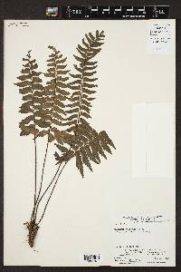 Adiantum obliquum image