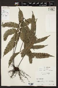 Adiantum pulverulentum image