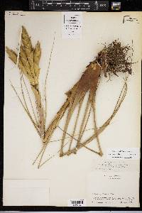 Tillandsia fasciculata image